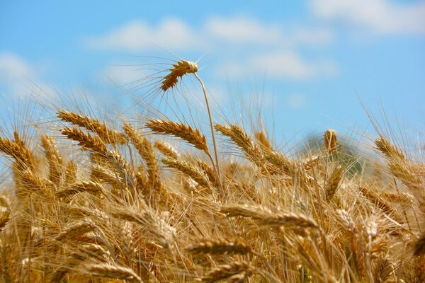 BARLEY