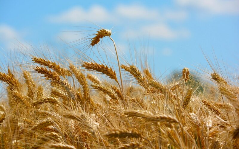 Golden barley ears against a blue sky