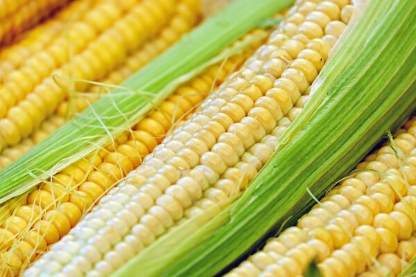 CORN (MAIZE)