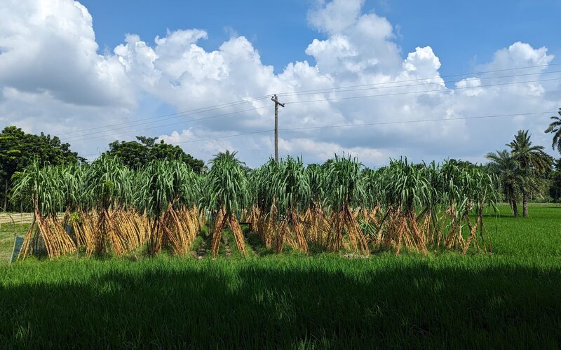 Sugarcane stacked in a plantation field