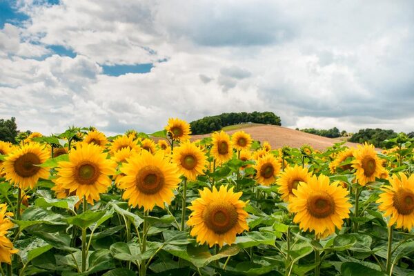 SUNFLOWER OIL