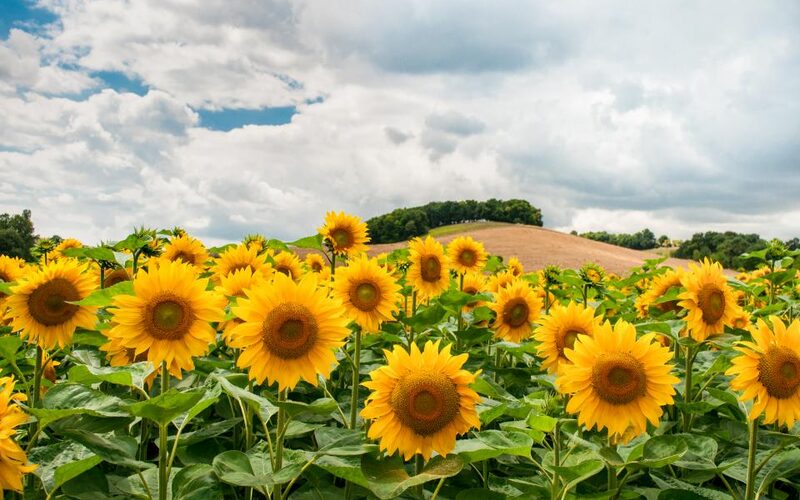 Field of blooming sunflowers